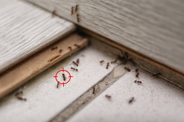 Best Pest Inspection Near Me  in Quinnesec, MI