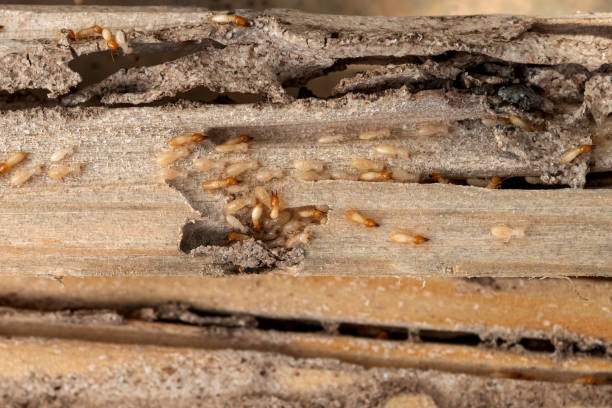 Best Wasp Removal Services  in Quinnesec, MI